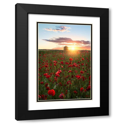 Poppy fields of Sweden Black Modern Wood Framed Art Print with Double Matting by Lindsten, Christian