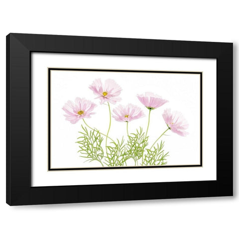 Cosmos Cupcake Black Modern Wood Framed Art Print with Double Matting by Disher, Mandy