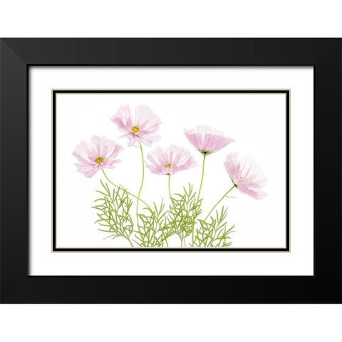 Cosmos Cupcake Black Modern Wood Framed Art Print with Double Matting by Disher, Mandy