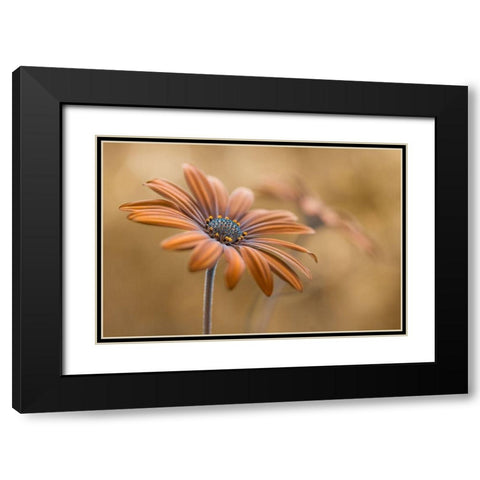 Summer glow Black Modern Wood Framed Art Print with Double Matting by Disher, Mandy