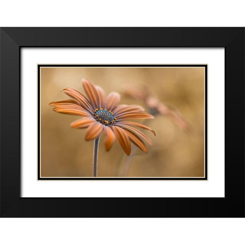 Summer glow Black Modern Wood Framed Art Print with Double Matting by Disher, Mandy