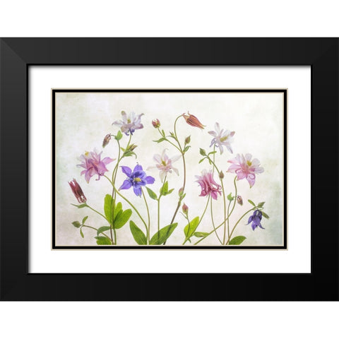 Columbine Black Modern Wood Framed Art Print with Double Matting by Disher, Mandy