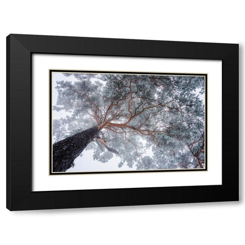 Winter tree lines Black Modern Wood Framed Art Print with Double Matting by Krivec, Ales