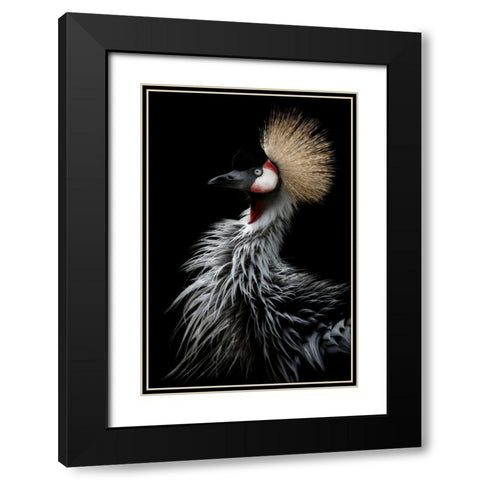 Crowned cranes portrait Black Modern Wood Framed Art Print with Double Matting by Itoyama, Eiji