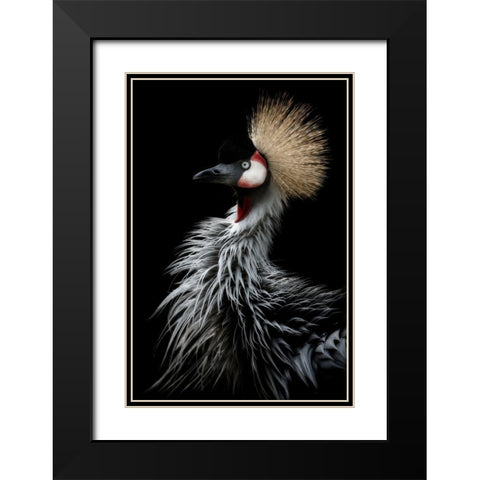 Crowned cranes portrait Black Modern Wood Framed Art Print with Double Matting by Itoyama, Eiji