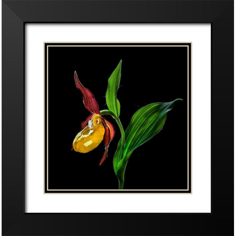Macro CloseUp Photograph of The Ladys Slipper Orchid  Flower In the Wild Black Modern Wood Framed Art Print with Double Matting by De Angelli, Nora