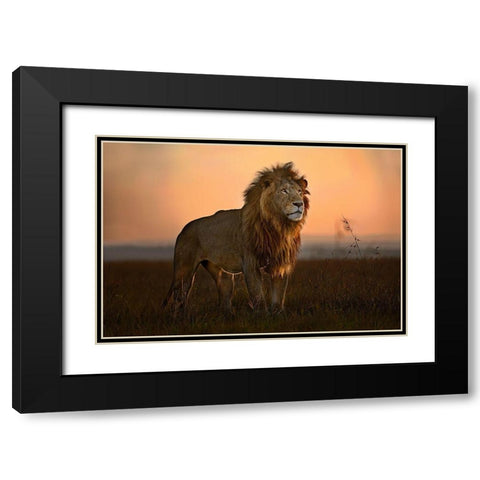 The King in the morning light Black Modern Wood Framed Art Print with Double Matting by Ortega, Xavier