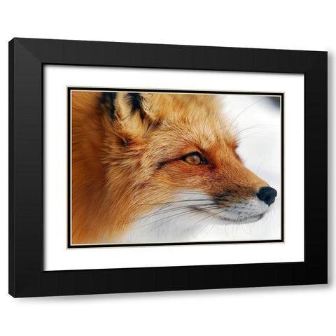 Red Fox Black Modern Wood Framed Art Print with Double Matting by Turgeon, Alain