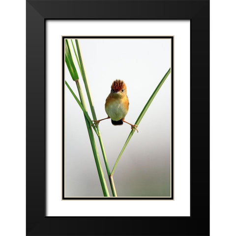 Kung Fu Master Black Modern Wood Framed Art Print with Double Matting by Gunawan, Lina