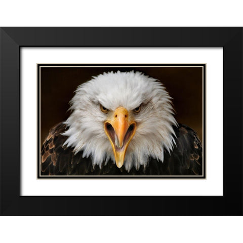 Fierce Black Modern Wood Framed Art Print with Double Matting by Hoffman, Jimmy