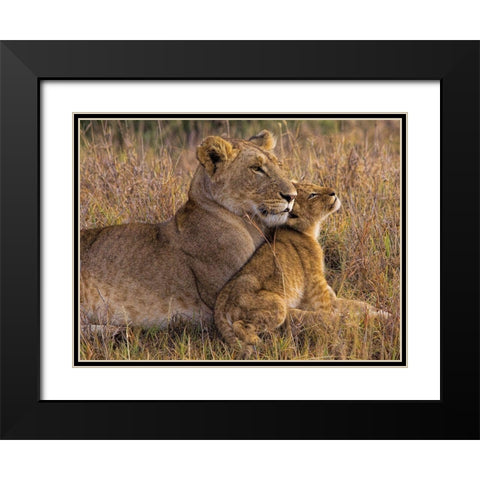 Baby Lion with Mother Black Modern Wood Framed Art Print with Double Matting by Jager, Henry