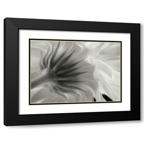 Calendula Black Modern Wood Framed Art Print with Double Matting by Gronkjaer, Lotte