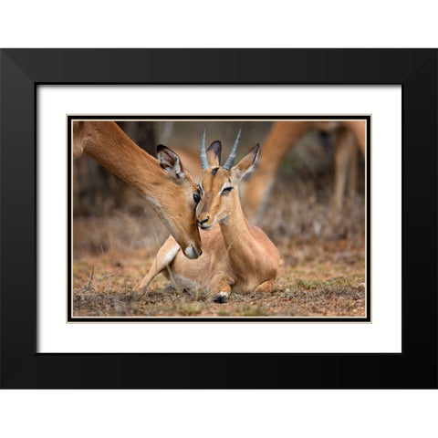 A Moment of Love Black Modern Wood Framed Art Print with Double Matting by Moreno, Mario