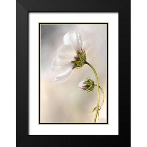 Heavenly Cosmos Black Modern Wood Framed Art Print with Double Matting by Disher, Mandy