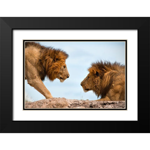 Face to Face Black Modern Wood Framed Art Print with Double Matting by Bibi, Tamir