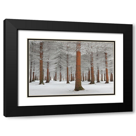 magical forest Black Modern Wood Framed Art Print with Double Matting by Petrovic, Dragisa