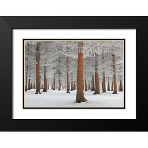 magical forest Black Modern Wood Framed Art Print with Double Matting by Petrovic, Dragisa