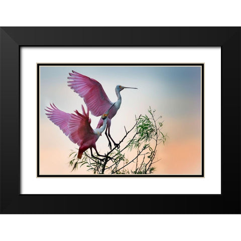 Two Roseate Spoonbills Black Modern Wood Framed Art Print with Double Matting by Chang, Phillip