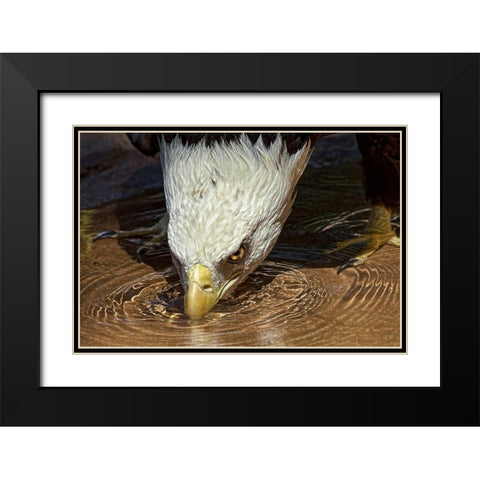 Cool Drink on a Hot Day Black Modern Wood Framed Art Print with Double Matting by Cox, Mark