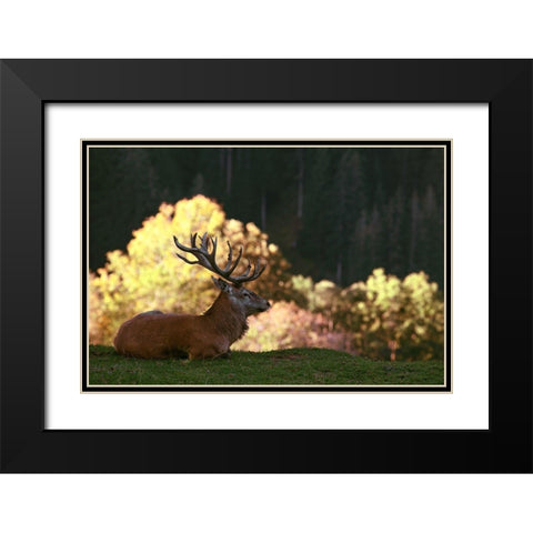 Fight break Black Modern Wood Framed Art Print with Double Matting by Weis, Gerhard
