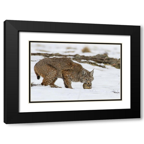 Bob the cat Black Modern Wood Framed Art Print with Double Matting by Verdon