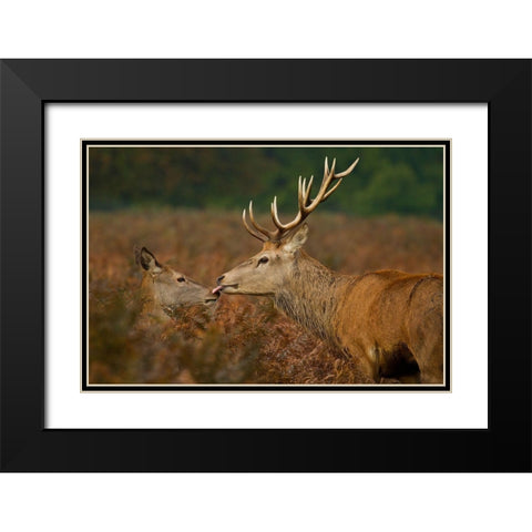 Stolen Kiss Black Modern Wood Framed Art Print with Double Matting by Saxby, Val