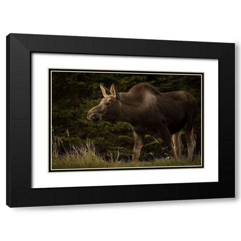 Young Moose on the Loose Black Modern Wood Framed Art Print with Double Matting by Andrews, Keith