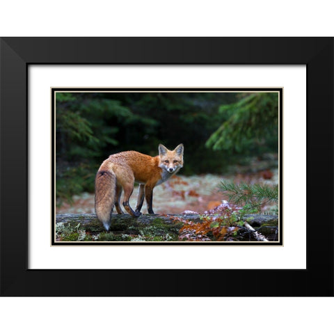 Red Fox in Algonquin Park Black Modern Wood Framed Art Print with Double Matting by Cumming, Jim