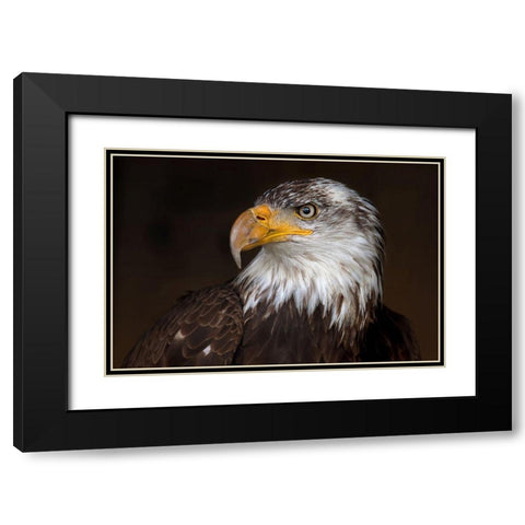 Caged Eagle Black Modern Wood Framed Art Print with Double Matting by Cumming, Jim
