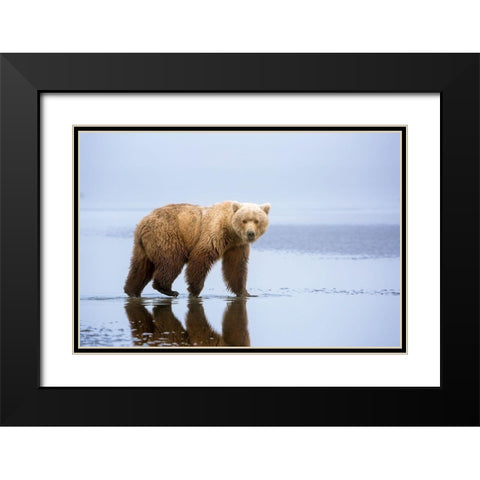 The Bear Walk Black Modern Wood Framed Art Print with Double Matting by Doyle, Renee