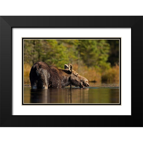 Swimming with a moose in Algonquin Park Black Modern Wood Framed Art Print with Double Matting by Cumming, Jim