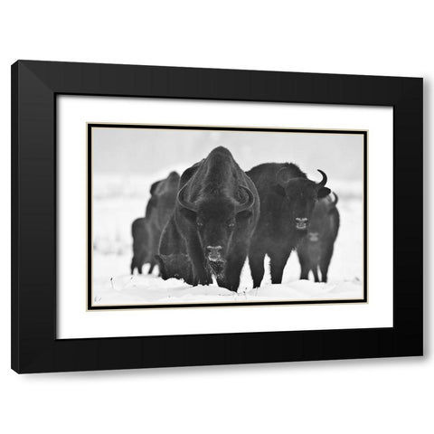 European Bizons Black Modern Wood Framed Art Print with Double Matting by Crepinsek, Blaz
