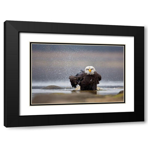 Bald Eagle Black Modern Wood Framed Art Print with Double Matting by Zygmunt, Milan