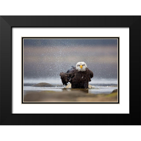 Bald Eagle Black Modern Wood Framed Art Print with Double Matting by Zygmunt, Milan