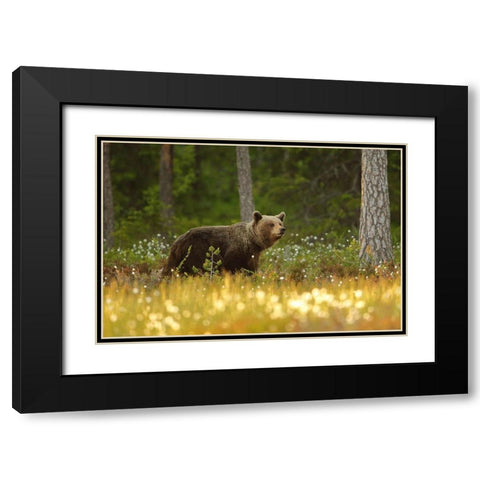 Brown Bear Black Modern Wood Framed Art Print with Double Matting by Gavra, Assaf