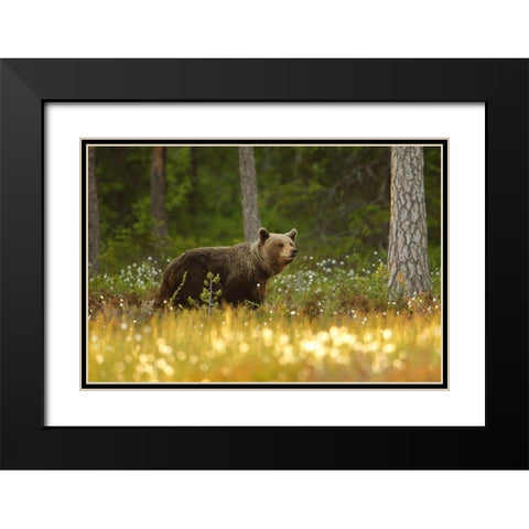 Brown Bear Black Modern Wood Framed Art Print with Double Matting by Gavra, Assaf