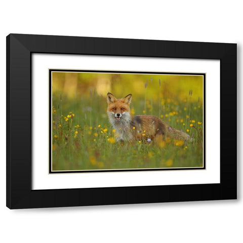 Red Fox Black Modern Wood Framed Art Print with Double Matting by Gavra, Assaf