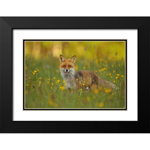 Red Fox Black Modern Wood Framed Art Print with Double Matting by Gavra, Assaf