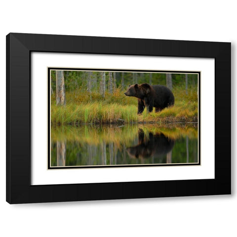Bear and fish Black Modern Wood Framed Art Print with Double Matting by Gavra, Assaf
