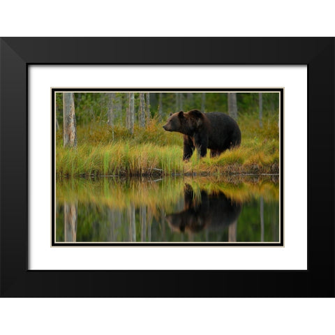 Bear and fish Black Modern Wood Framed Art Print with Double Matting by Gavra, Assaf