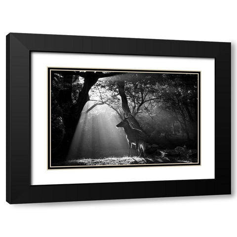 Light and Deer Black Modern Wood Framed Art Print with Double Matting by Matsui, Yoshinori