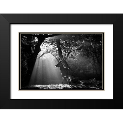 Light and Deer Black Modern Wood Framed Art Print with Double Matting by Matsui, Yoshinori