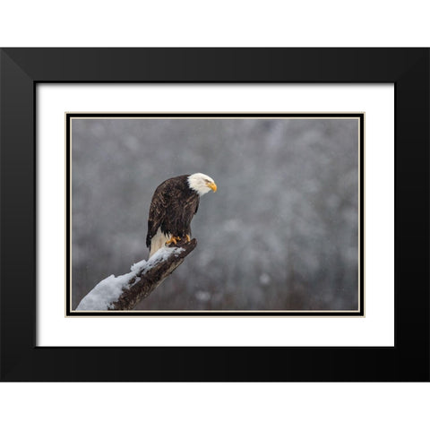 Snow on the Skagit Black Modern Wood Framed Art Print with Double Matting by Barsh, Greg