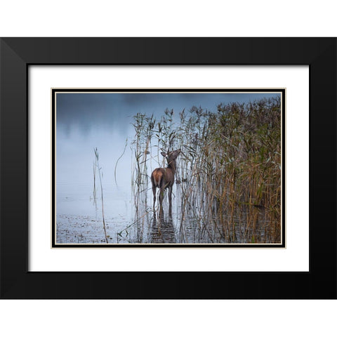 The Leaf Eater Black Modern Wood Framed Art Print with Double Matting by O''Mahony, Kieran