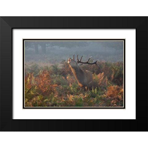 Bellowing Stag Deer Black Modern Wood Framed Art Print with Double Matting by Meswani, Prashant