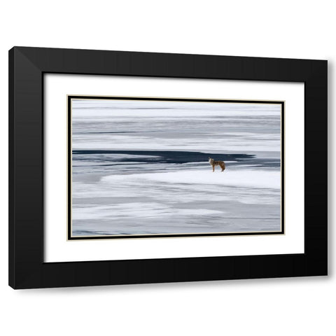 The Howl of the Coyote Black Modern Wood Framed Art Print with Double Matting by Artus, Miquel Angel