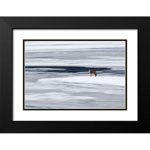 The Howl of the Coyote Black Modern Wood Framed Art Print with Double Matting by Artus, Miquel Angel