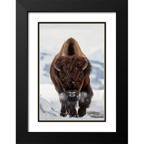Bison Incoming Black Modern Wood Framed Art Print with Double Matting by Hudson, Peter