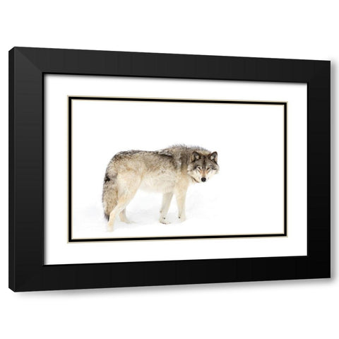 Canadian Timber wolf walking through the snow Black Modern Wood Framed Art Print with Double Matting by Cumming, Jim