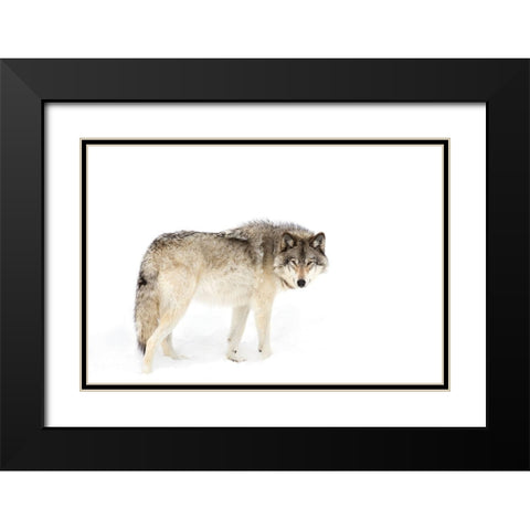 Canadian Timber wolf walking through the snow Black Modern Wood Framed Art Print with Double Matting by Cumming, Jim
